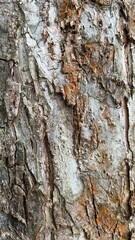 bark of a tree