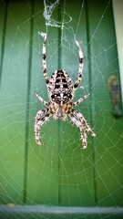 spider on a web