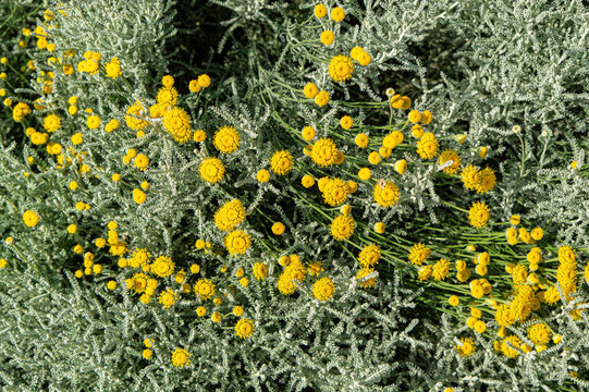 Cumin flowers in the summer garden	