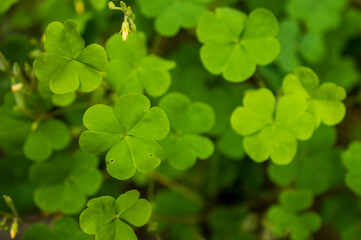 Fototapeta na wymiar Yellow wood sorrel forming a beautiful texture pattern background with some parts in focus 
