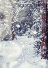 Winter forest landscape. Tall trees under snow cover. January frosty day in the park.