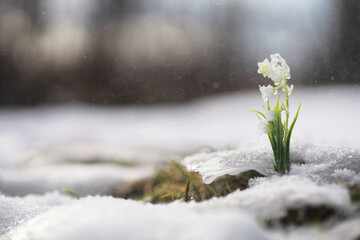 The first spring flowers. Snowdrops in the forest grow out of the snow. White lily of the valley flower under the first rays of the spring sun.