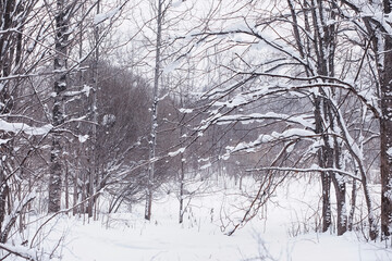 Winter forest landscape. Tall trees under snow cover. January frosty day in the park.