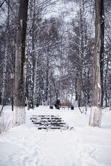Winter forest landscape. Tall trees under snow cover. January frosty day in the park.