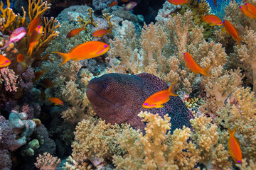 Fototapeta na wymiar A Giant moray eel (Gymnothorax javanicus) in the coral reef with its head sticking out surrounded with soft coral and bright orange anthia fish or sea goldies