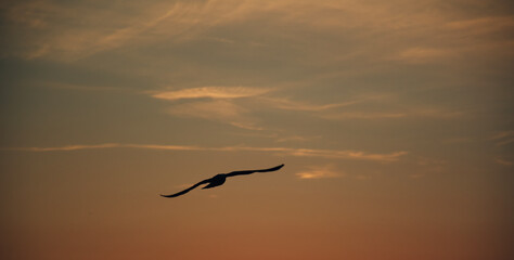 seagull in flight