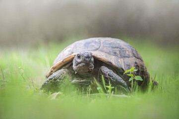 A lovely turtle is resting on green grass