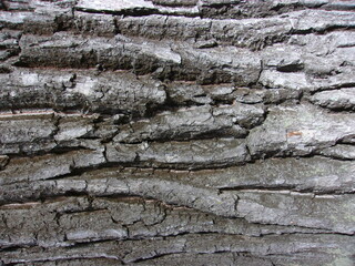 the texture of an old tree. grey oak bark.