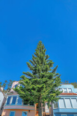 Fototapeta na wymiar San Francisco neighborhood with houses and pine tree against cloudless blue sky