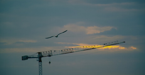 seagull in the sky
