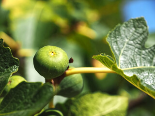 Fig fruits on a fig tree