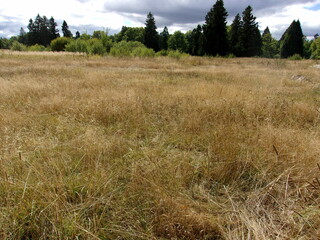 Fototapeta premium autumn field. yellow meadow. photo wallpapers.