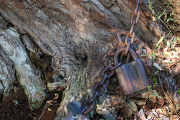 Obraz premium Old padlock on a chain. Tree, tied in chains. Rusty chain wrapped around tree and the padlock on the large tree trunk background. Crust and metal chain texture. 