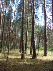 pine forest. autumn sunny day. photo wallpapers