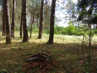 in a pine forest. autumn sunny day. photo wallpapers