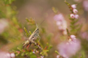 grasshopper on a flower