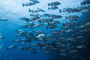 A large school of Twinspot snapper fish (Lutjanus bohar) reddish grey body with darker fins