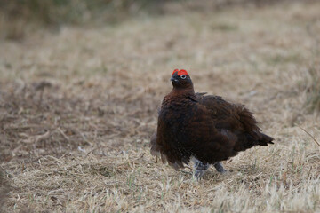 Red grouse
