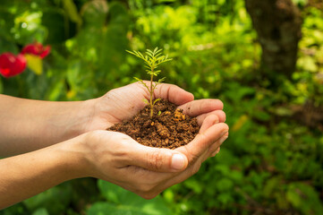 A seedling is a young plant developing out of a plant embryo from a seed. Seedling development starts with germination of the seed. Here is a young plant in the farmers hand in focus.