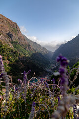 Fototapeta premium flowers in the mountain