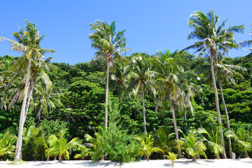 Obraz premium Palm tree at Puka Shell Beach, Boracay Island, Philippine