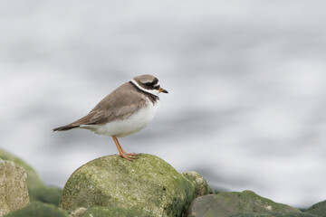 Ringed plover