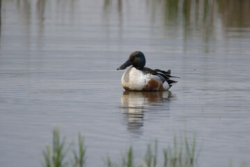 Male shoveler duck