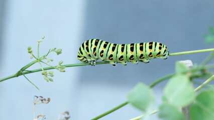 キアゲハの幼虫、ベランダ菜園のイタリアンパセリを食べつくして大きくなりました。