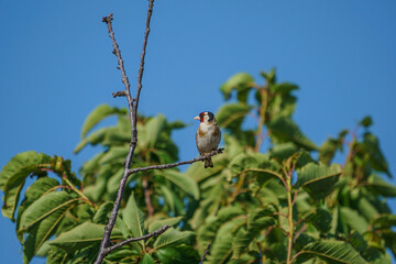 European Goldfinch (Carduelis carduelis) perched on a tree branch