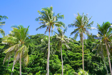 Palm tree at Puka Shell Beach, Boracay Island, Philippine