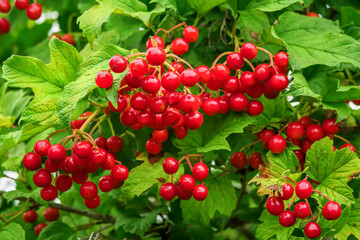 ripe viburnum berries grow on a viburnum bush. cultivation of viburnum concept