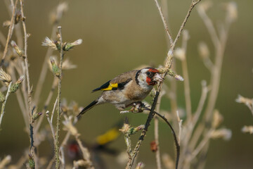 European Goldfinch (Carduelis carduelis) perched on a tree branch
