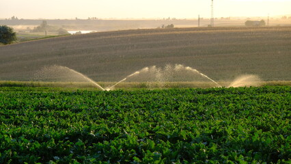 Watering, field irrigation