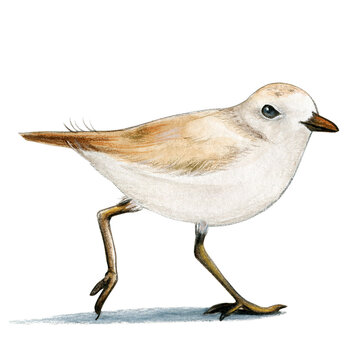 Watercolor Plover bird