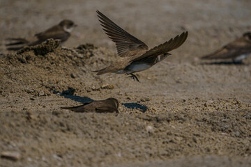 Sand Martin (Riparia riparia) perched on the sand