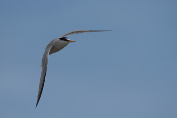 Little tern