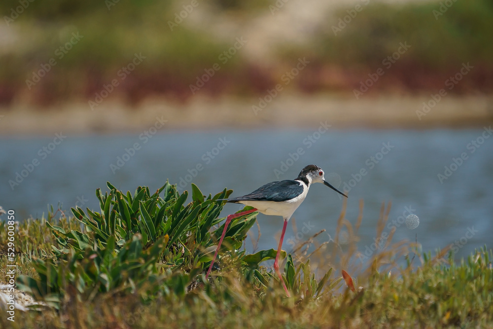 Wall mural black-winged stilt (himantopus himantopus) perched among thick-leaved plants