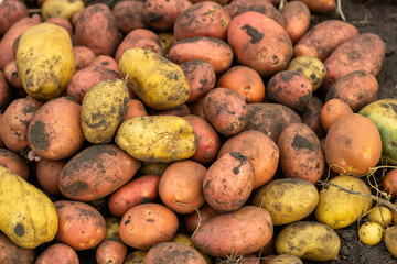potatoes in the market