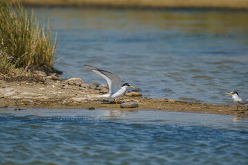 Little Tern (Sternula albifrons) perched on the sand at the water's edge