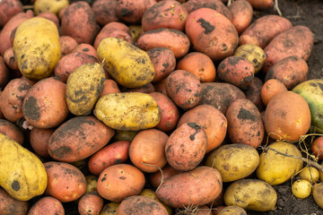 potatoes on the market