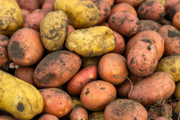 potatoes on the ground