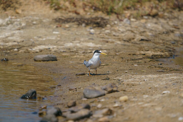 Little Tern (Sternula albifrons) perched on the sand at the water's edge