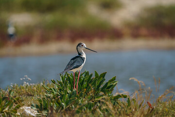 Black-winged Stilt (Himantopus himantopus) perched among thick-leaved plants