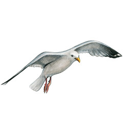 Watercolor seagull flying