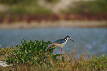 Black-winged Stilt (Himantopus himantopus) perched among thick-leaved plants