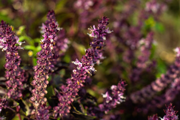 close up of lavender flower