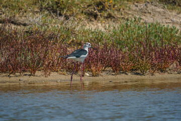 Black-winged Stilt (Himantopus himantopus) perched among thick-leaved plants