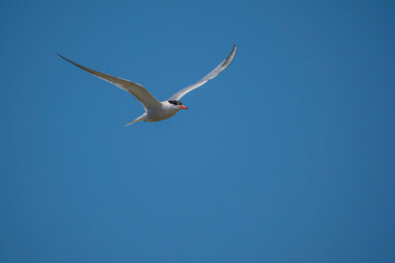 Common Tern (Sterna hirundo) flying in the blue sky