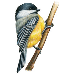 Fototapeta premium Chickadee hand drawn watercolor pencil bird