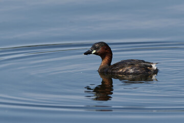 Little grebe